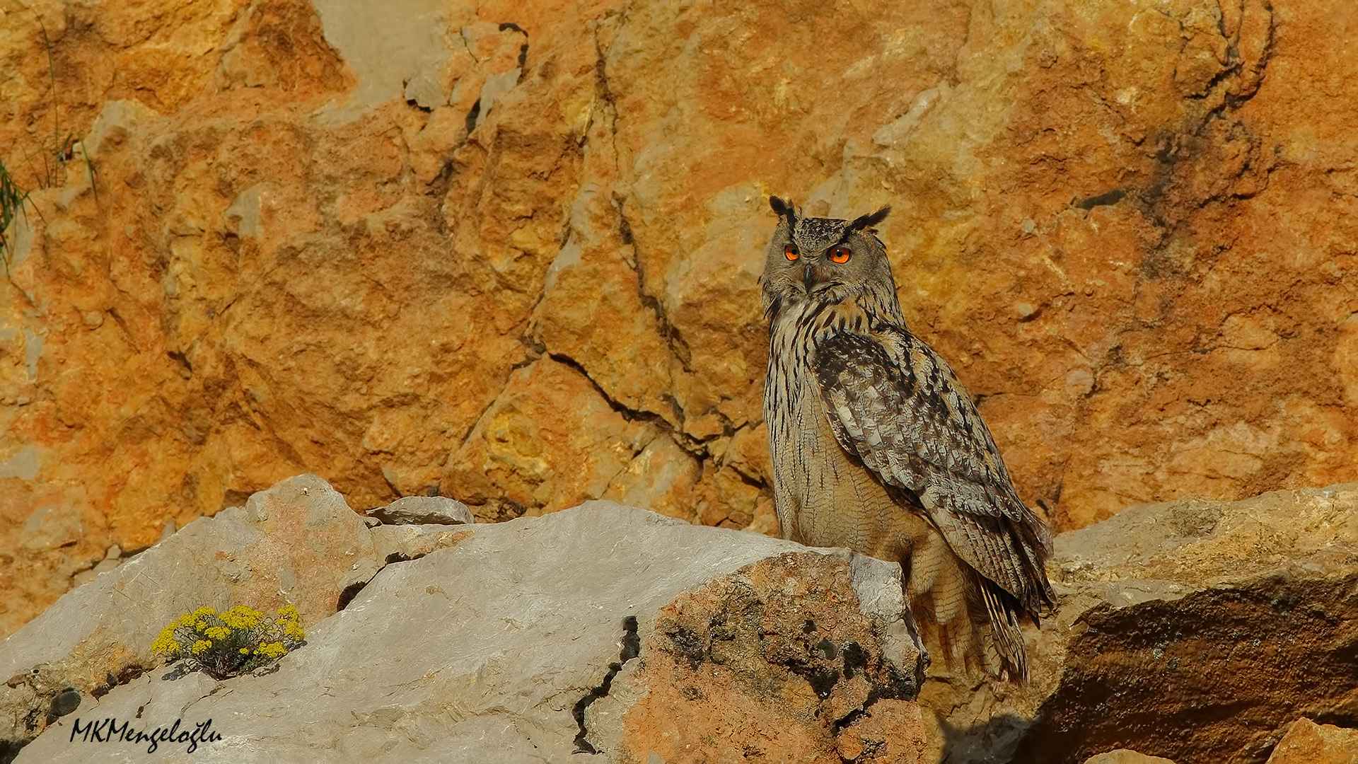 Eurasian Eagle-Owl
